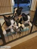 Stunning boston terrier pups available