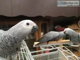 Pair of talking congo african grey parro