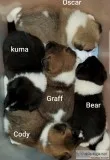 AKC Akita puppies for sale