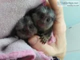 Monos titi pigmeo encantadores disponible