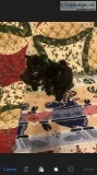 Pomeranian puppies