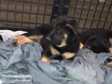 Purebred German Shepherd Puppies