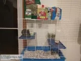 Chinchilla for sale