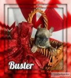 Buster AKC Male French Bulldog
