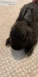 Netherland dwarf Bunny Large cage toys hay etc.