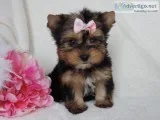 Home raised and house broken yorkies