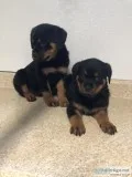 Pure Bred Rottweiler Puppies