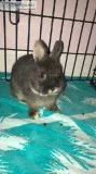 Netherland dwarf show rabbit for sale
