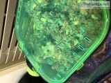 Hamsters for sale