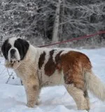 St.Bernard  female for sale