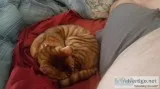 Toyger Kittens available