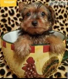 AKC T-cup Yorkie puppies for sale