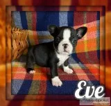 Eve Female Frenchton