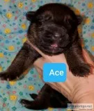 AKC German  shepherd  puppies  for sale