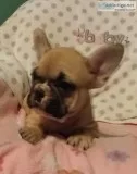 AKC French bulldog pups Ready for loving homes. Vet checkedshots