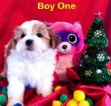 Beautiful Shih Tzu Maltese Puppies