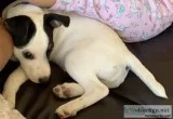Jack Russel AKC registered