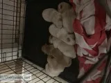 CHOW CHOW PUPPIES ARRIVING SOON