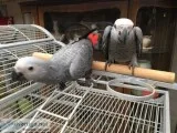  xmas congo grey parrots for sale
