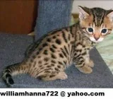 3 months Bengal kittens Seeking best homes.
