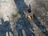2 months old Malinois dog