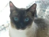 Male mixed Ragdoll and Siamese