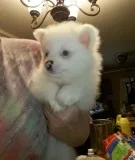 Kc Reg Pomeranian Girl Puppy