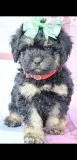 Cockapoo