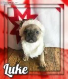 Luke AKC Male French Bulldog