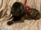 Mastiff puppies