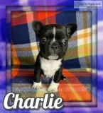 Charlie Male Frenchton