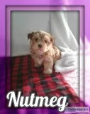 Nutmeg Female Morkie