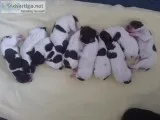 German Shorthair Pointers
