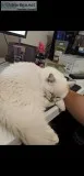 7 month old ragdoll kitten