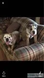 Olde English bulldogges