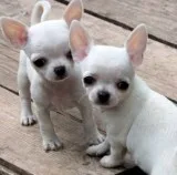 Chihuahua puppy
