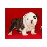 English bulldog puppies