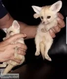 Domesticated fennec foxes
