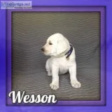 Wesson AKC Male Labrador Retriever