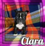 Clara Female Frenchton