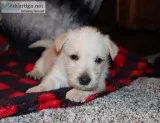 Scottish Terrier Christmas Puppies