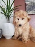 Beautiful XMAS F1B Mini Goldendoodle Puppies - READY TODAY