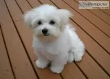 Two teacup maltese puppies