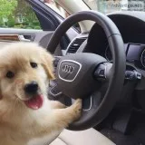 Golden Retriever babies