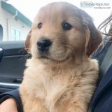 adorable golden retrievers puppies for adoption.