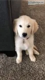 Young golden retriever puppies