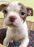 Boston Terrier Red Puppy
