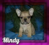 Mindy Female French Bulldog Mix