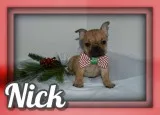 Nick Male French Bulldog