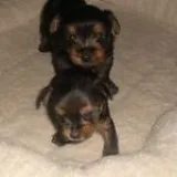 Beautiful Yorkie Puppy available for free adoption